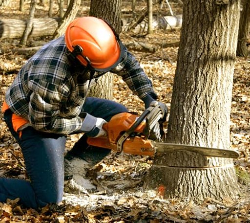 Tree Removal in Fort Lee, VA
